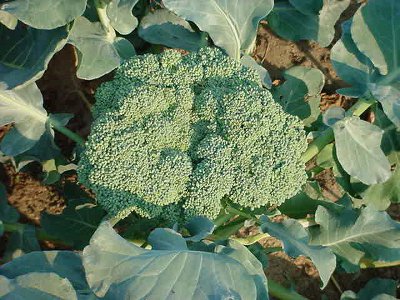 Broccoli Head image