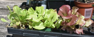 Lettuce Seedlings
image